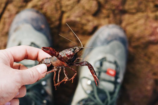 Close-up of a crawfish being held by a human hand with hiking boots in the background, outdoors.