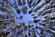 宁静的森林中，高大的树木与清澈的蓝天相映，构成迷人的景致