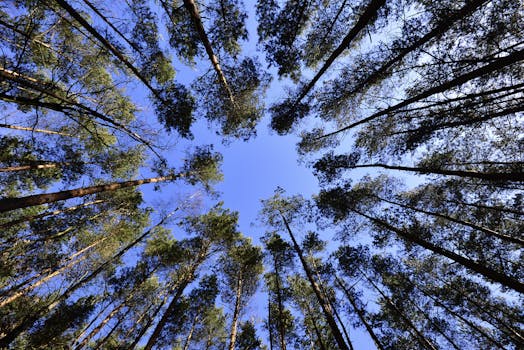 宁静的森林中，高大的树木与清澈的蓝天相映，构成迷人的景致