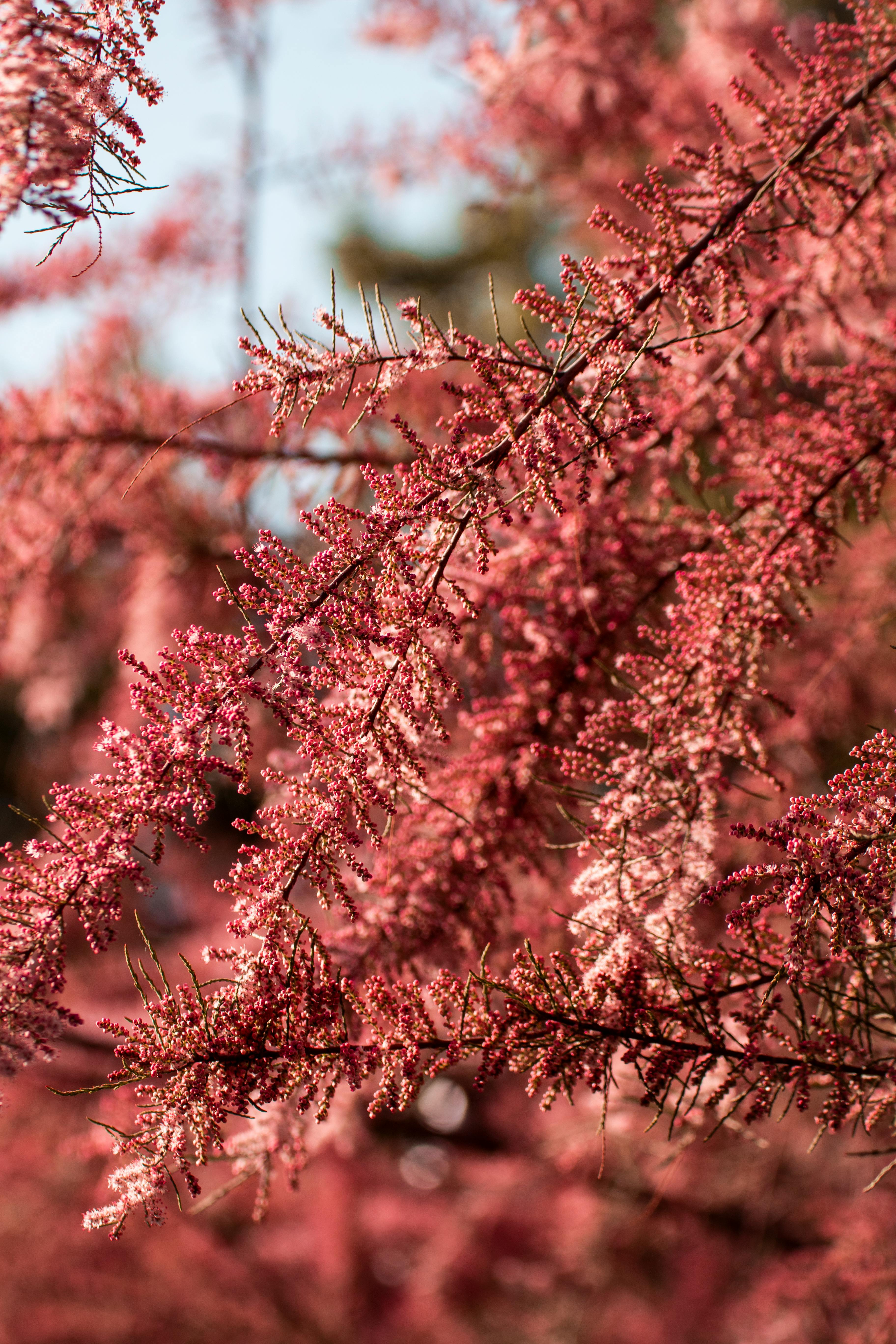 Pink tree · Free Stock Photo
