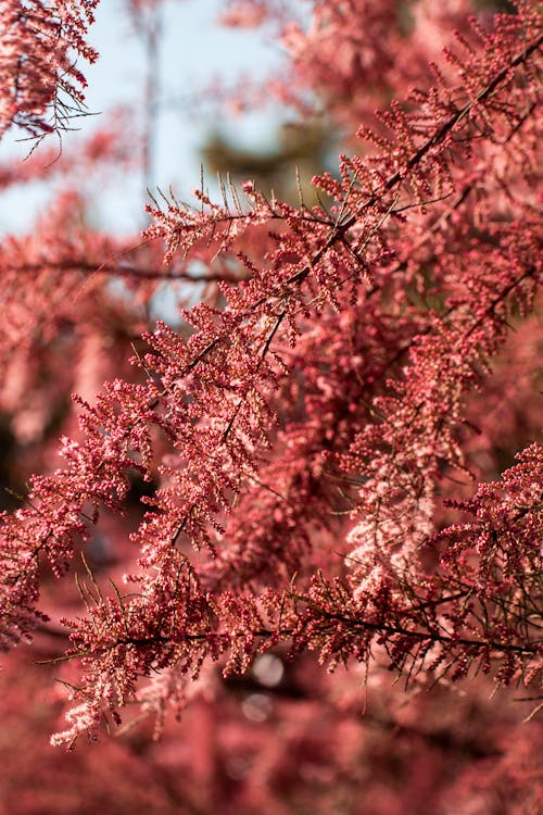 Free Blooming Red Branch of Tree Stock Photo