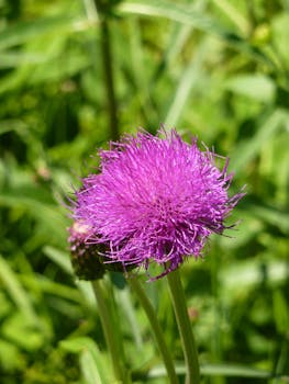 特写镜头捕捉了阳光下盛开的紫色蓟花，展现出它鲜艳的色彩