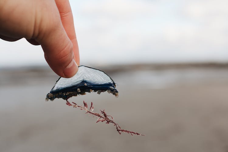 Close Up Of A Hand Holding A Fish Tail