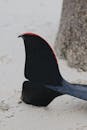 Vertical Shot of a Whale Black Tail on a Sandy Beach