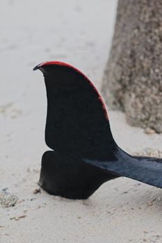 whale photo