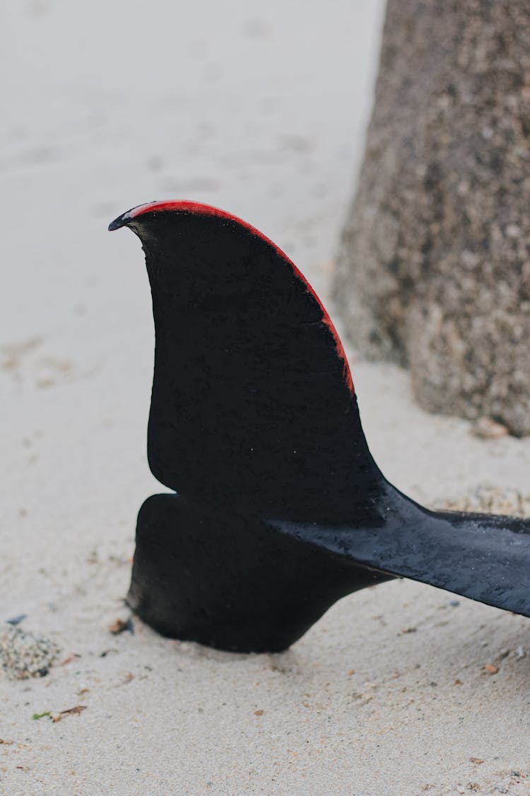 Vertical Shot Of A Whale Black Tail On A Sandy Beach