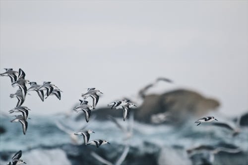 Close-up of Glass Birds 