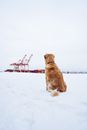 Brown dog resting on snowy land against industrial construction