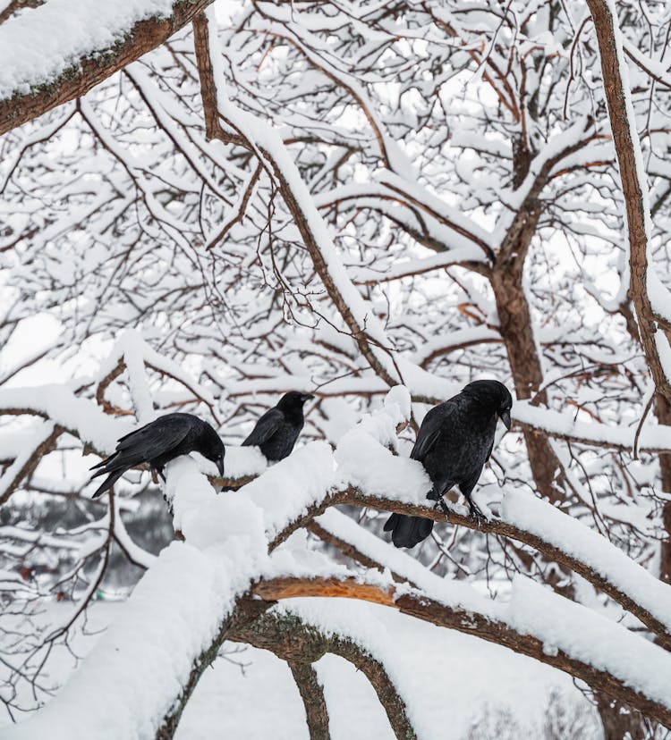 Ravens Resting On Snowy Tree Twigs In Park