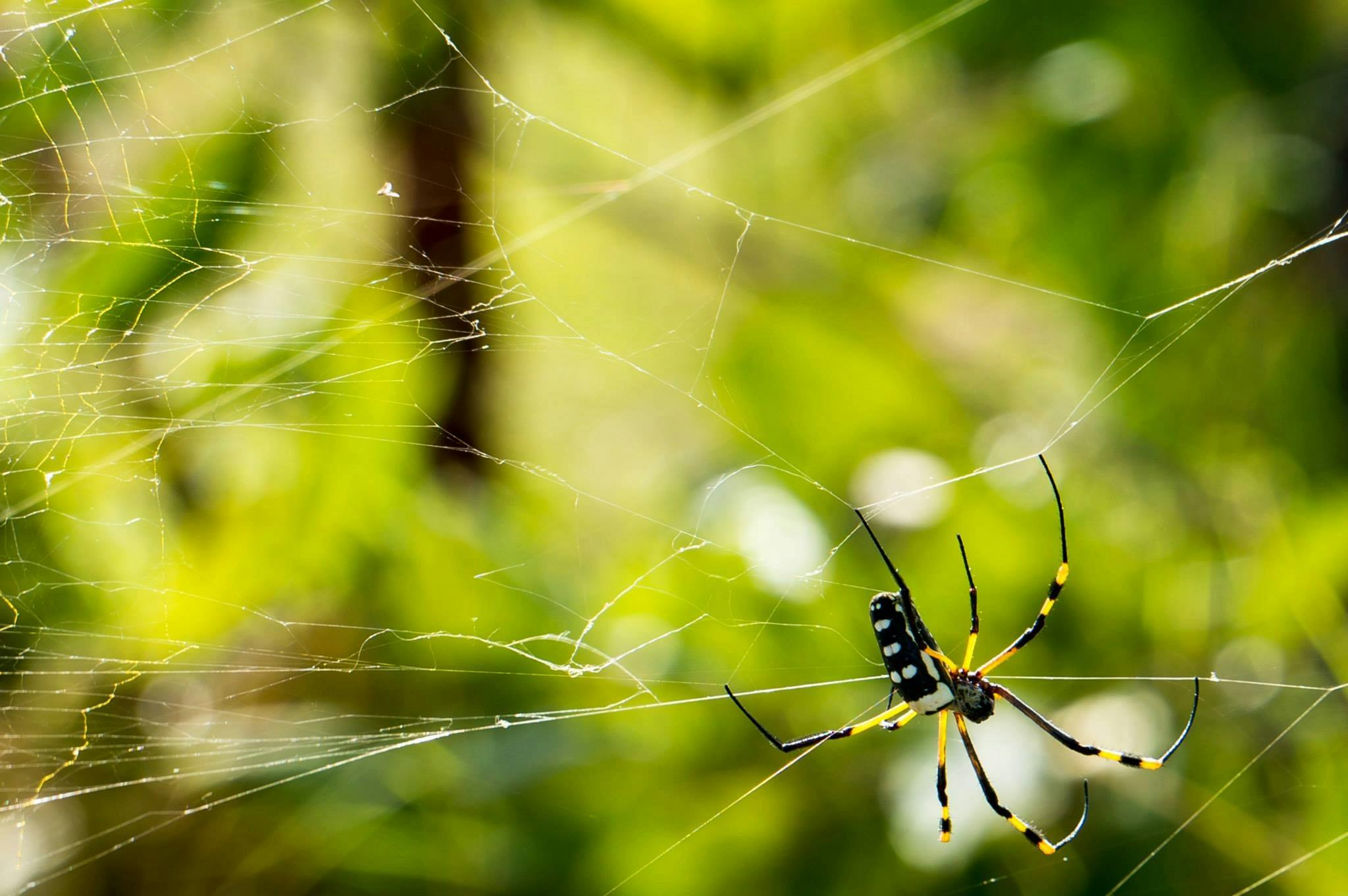 Kostenloses Foto zum Thema: makro, netz, spinne