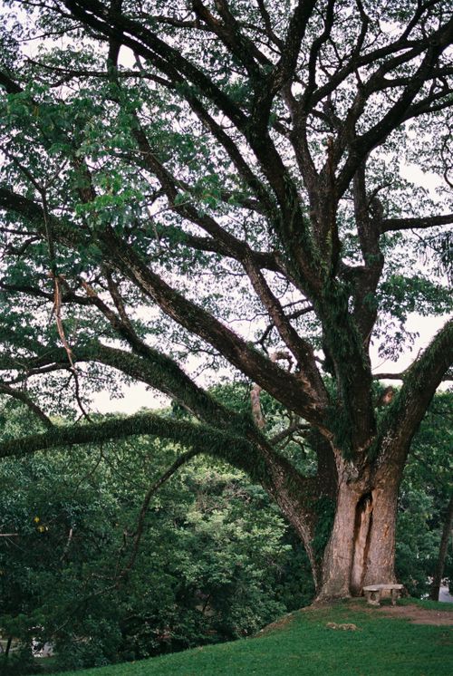 Free Captured in Chiang Mai, this sprawling tree stands tall, embodying nature's grandeur. Stock Photo