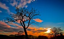 树木轮廓令人惊叹，日落天空充满活力，非常适合自然和景观主题