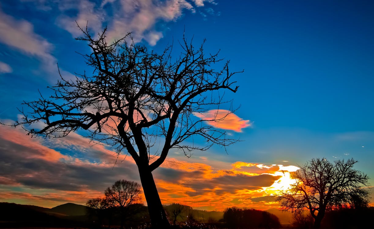 無料 日没時の裸の木のシルエット 写真素材