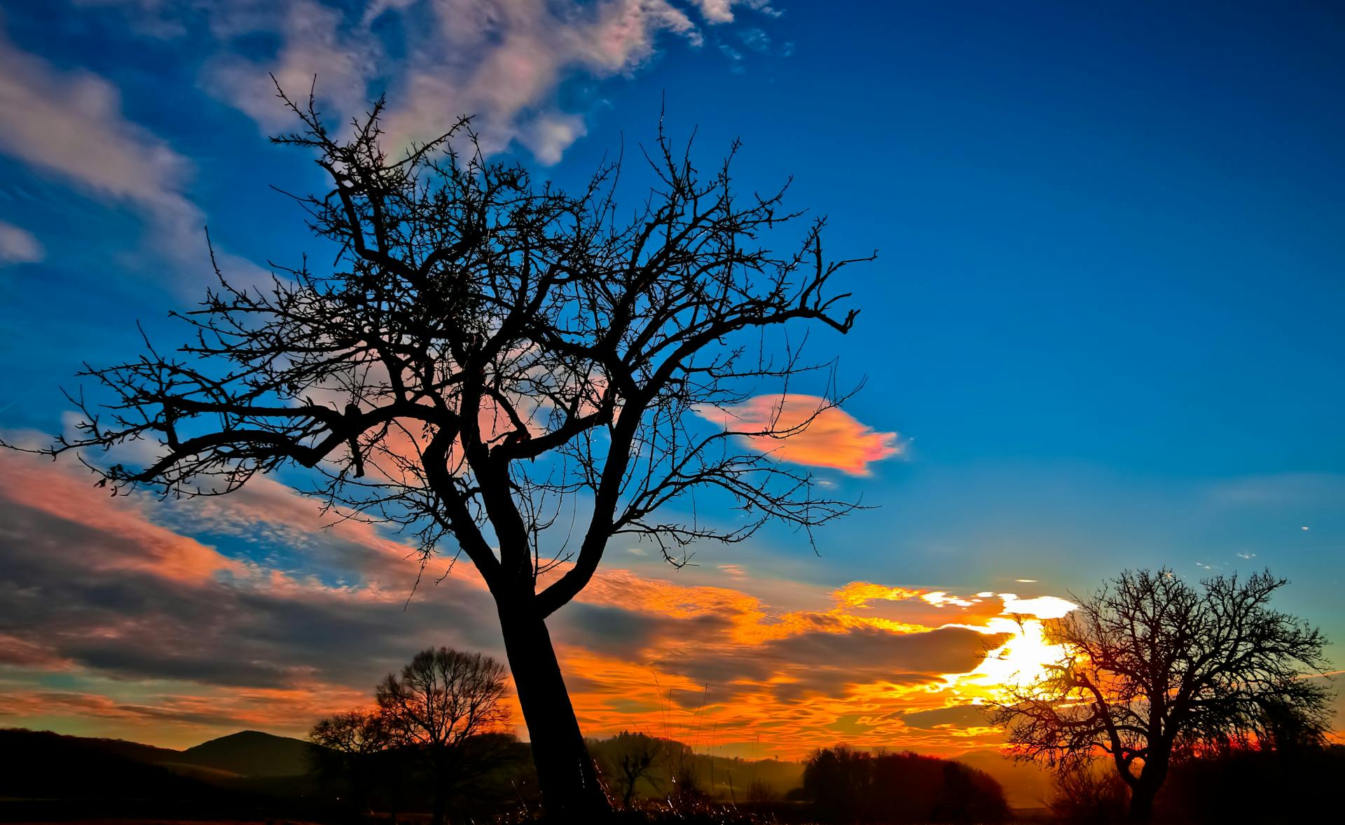 Stunning silhouette of trees with a vibrant sunset sky, perfect for nature and landscape themes.