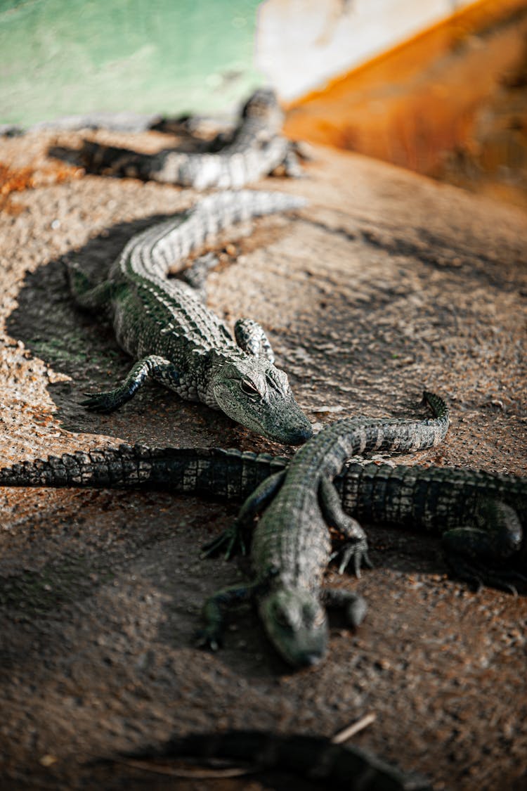 Close Up Of Small Aligators