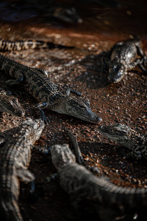 Close-Up Shot of Alligators