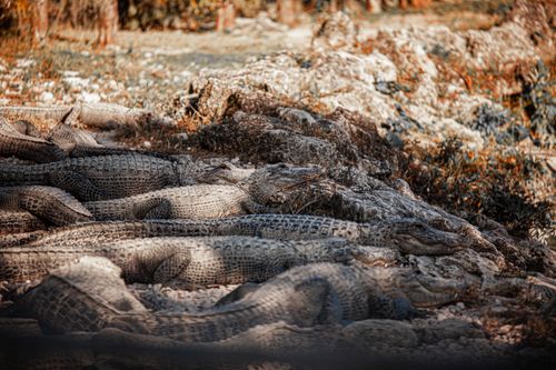 Free A group of crocodiles basking on rocky terrain in warm daylight, showcasing their distinct textures. Stock Photo
