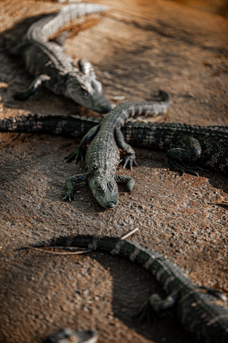 Close Up Of Small Alligators