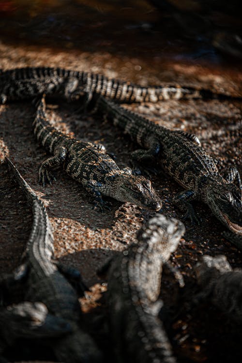 Crocodiles on Ground