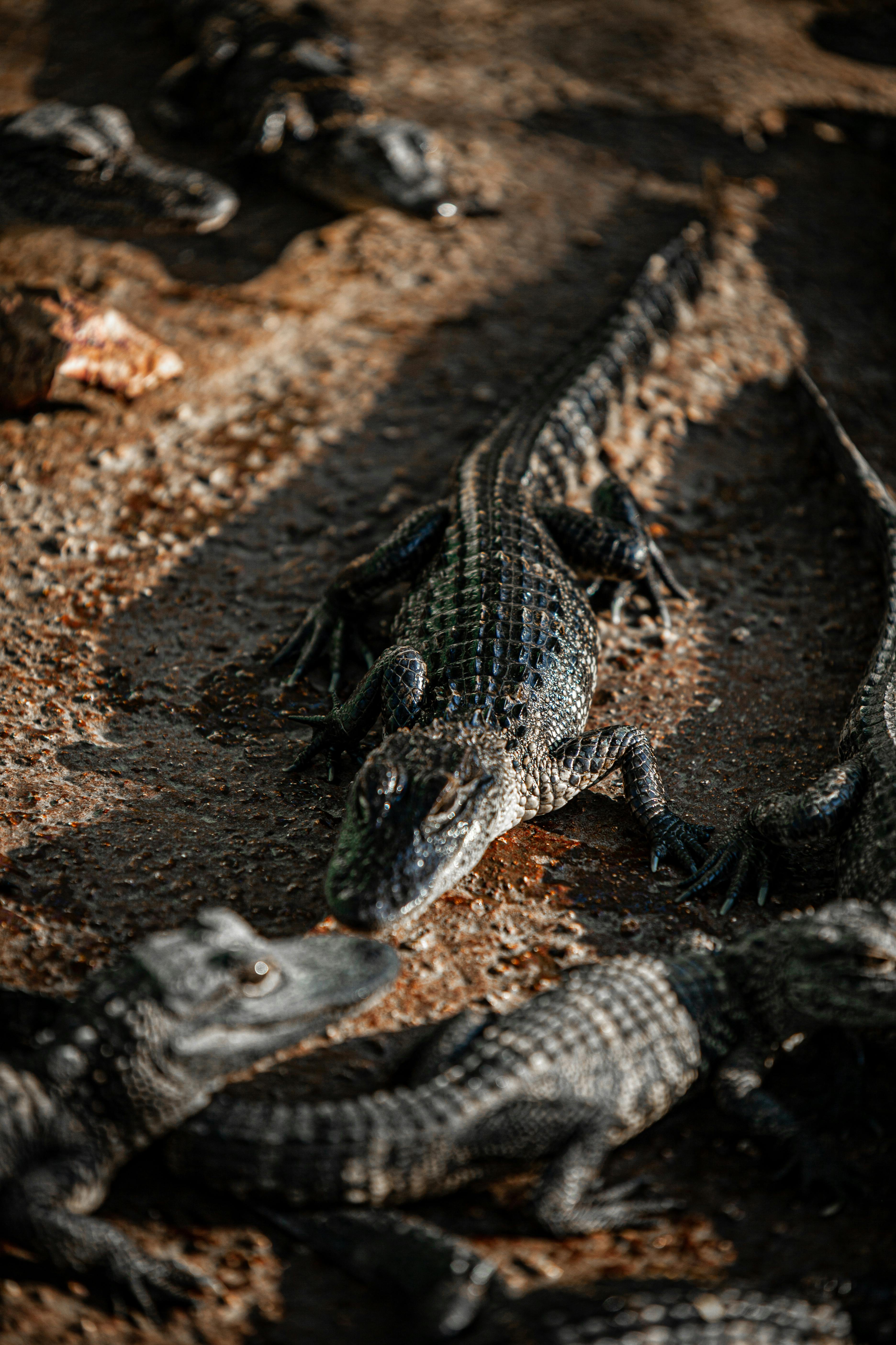 Premium Photo | Hyperrealistic Crocodile Wallpaper With Detailed Foliage