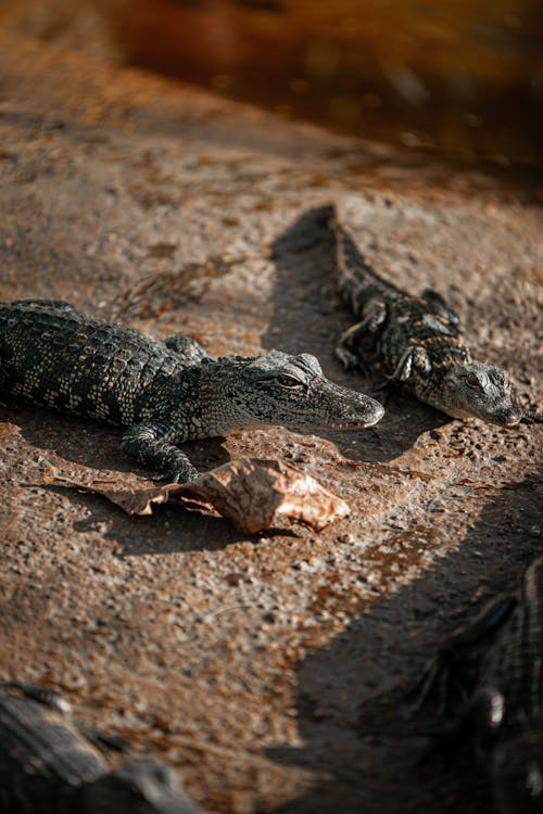 Crocodiles Lying on Ground