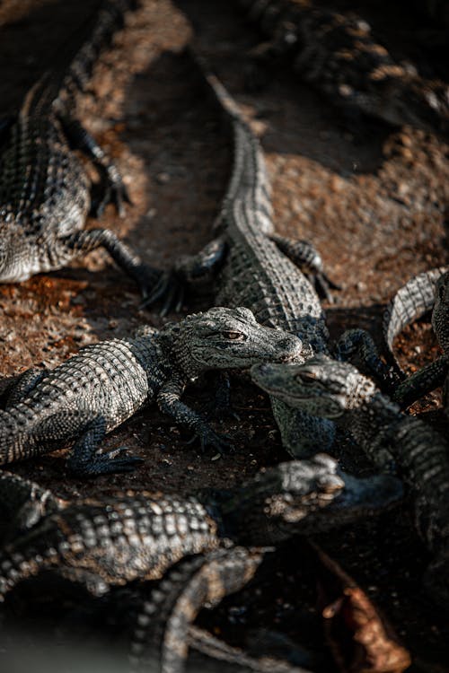 Nature Photo of Alligator Hatchlings