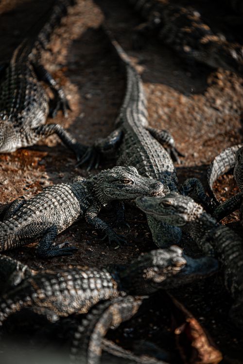 Free A group of young alligators basking under the sunlight in their natural environment. Stock Photo