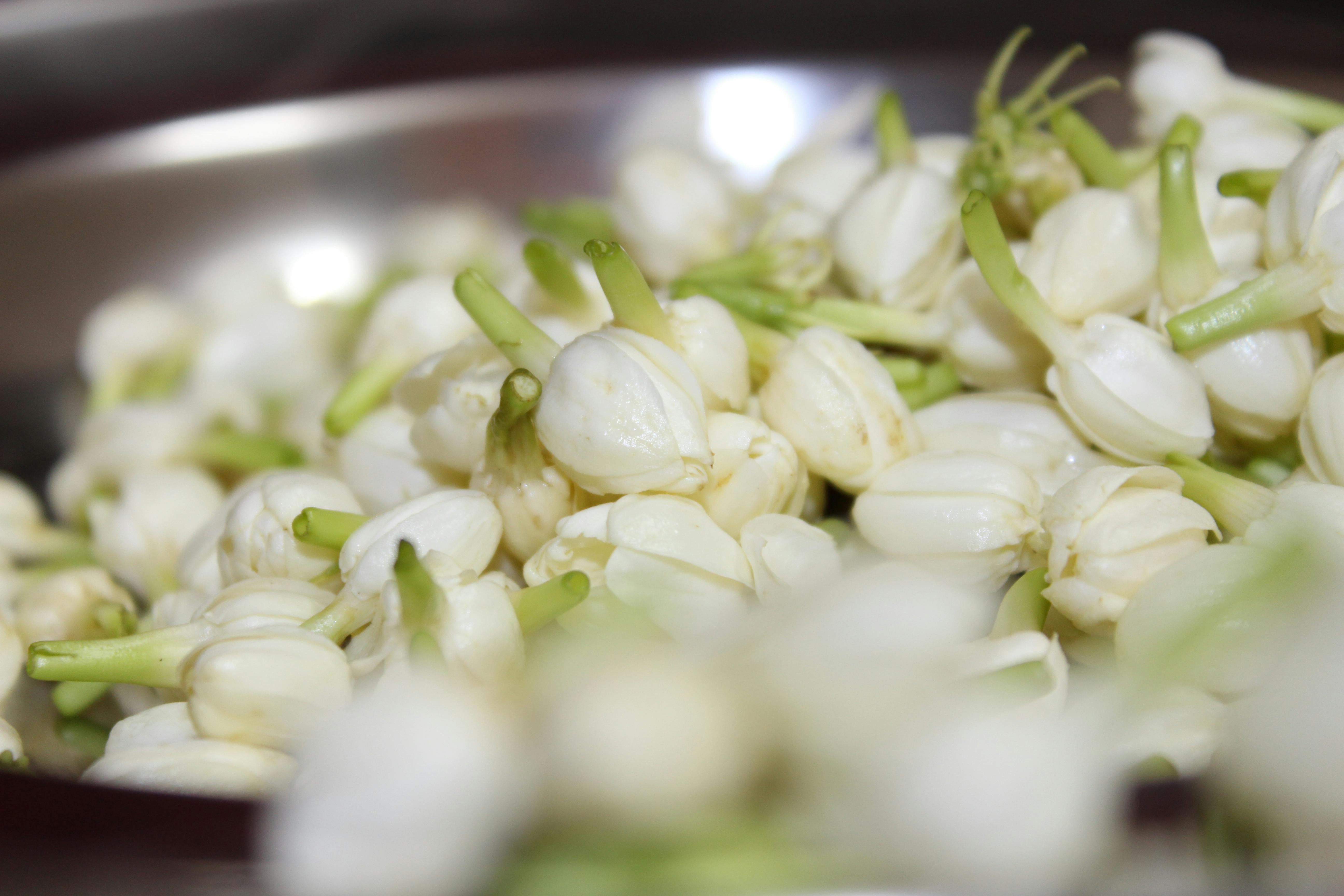 Free stock photo of jasmine, malligai poo