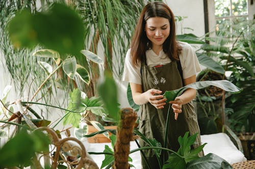 Positive female in apron touching potted plant in greenhouse