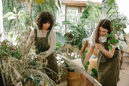 Free Focused women in aprons taking care of plants Stock Photo