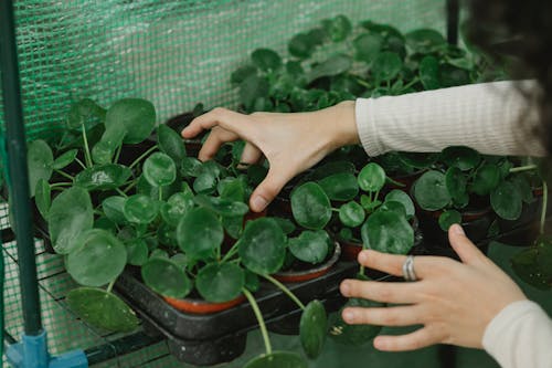 Woman working with potted plants in hothouse