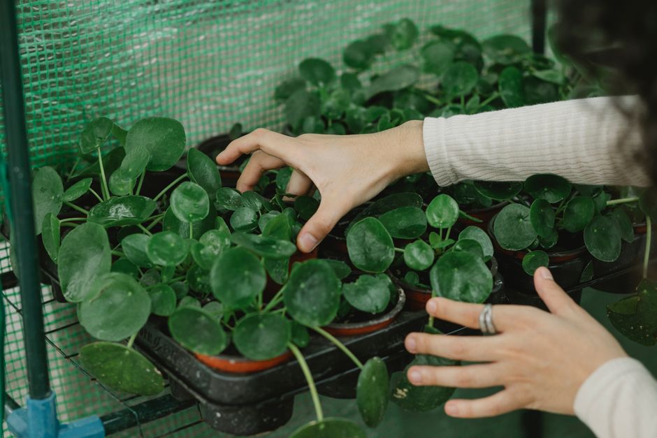 High angle of crop anonymous female gardener caring of potted seedlings in glasshouse