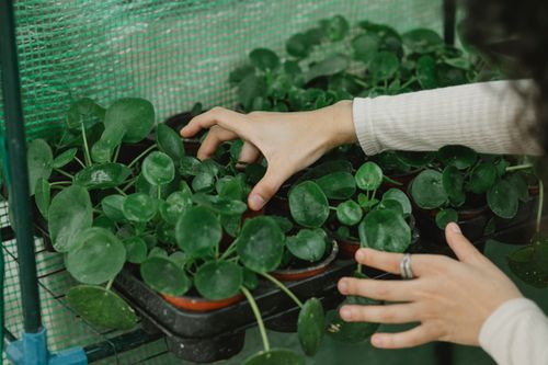 Free High angle of crop anonymous female gardener caring of potted seedlings in glasshouse Stock Photo