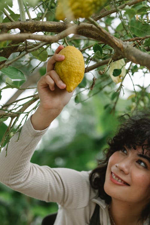 Smiling ethnic woman collecting ripe lemon in garden