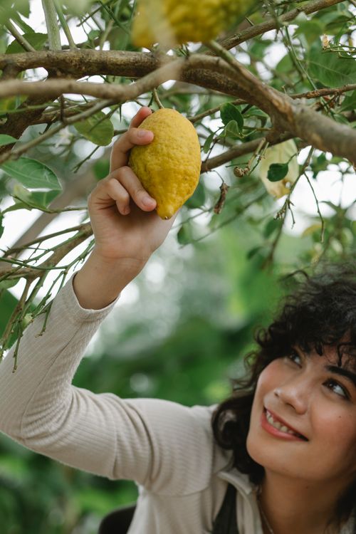 Free Crop positive ethnic female gardener picking ripe lemon hanging on branch of plant in orchard Stock Photo