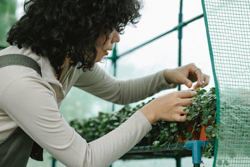 Side view of crop female gardener with curly hair inspecting potted seedlings growing in greenhouse