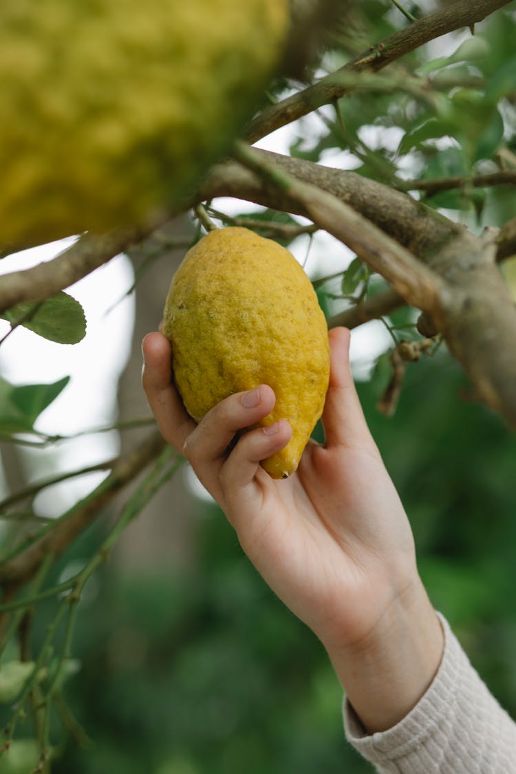 Person Harvesting Ripe Lemon From Tree