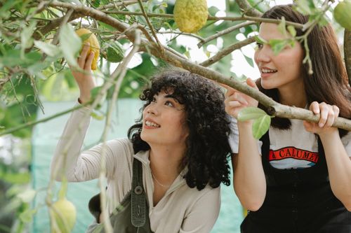 Free Cheerful multiethnic women smiling happily while picking ripe lemons from tree in garden Stock Photo