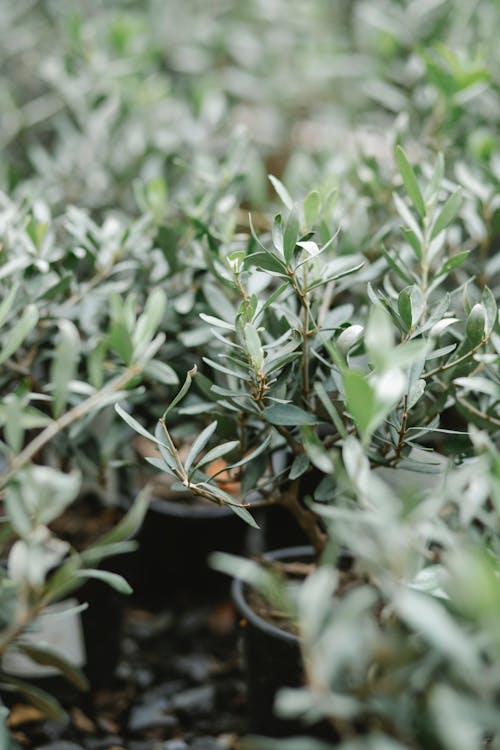 High angle of sprouts with green foliage growing in small pots in farmyard