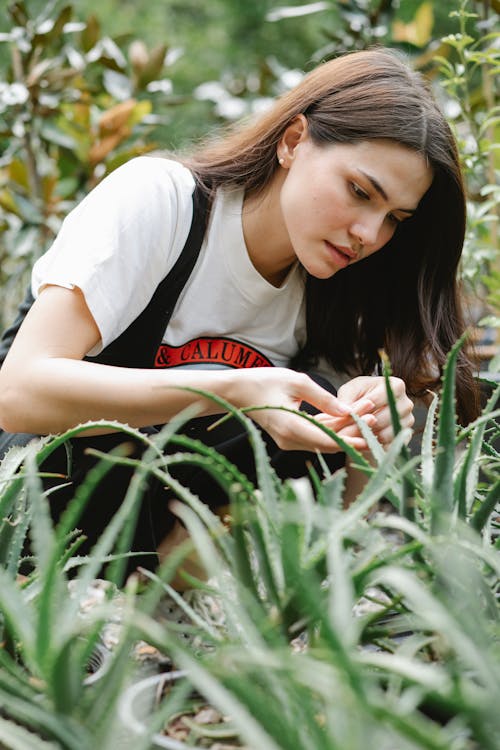 Concentrated female gardener checking foliage of Aloe vera plant with thick and fleshy leaves in field