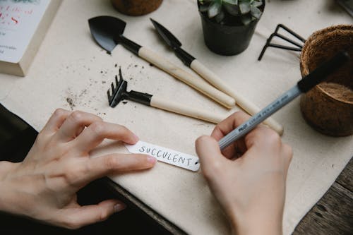 Free From above of crop anonymous gardener writing succulent on paper piece while working at table with gardening instruments Stock Photo