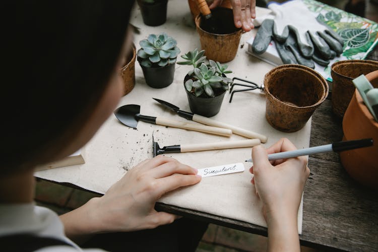 Woman Writing Succulent On Tag For Plant