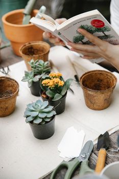 Gardener reading book while planting succulents