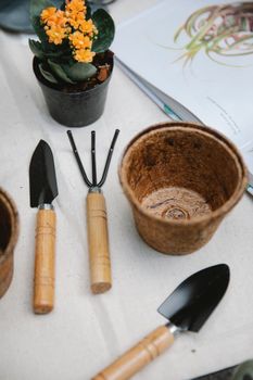 Gardening tools with potted blooming succulent