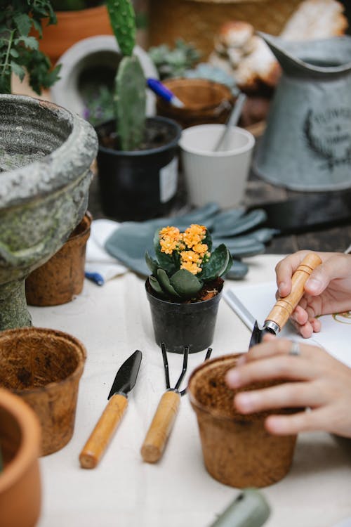 Person preparing soil in peat pot for transplanting flower