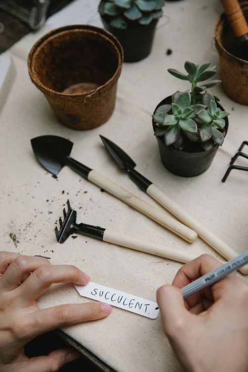 Free From above of crop anonymous gardener writing succulent on tag for plant at table with gardening equipment Stock Photo
