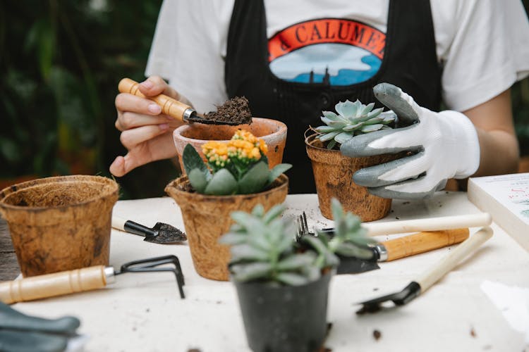 Woman Adding Soil To Succulent In Pot