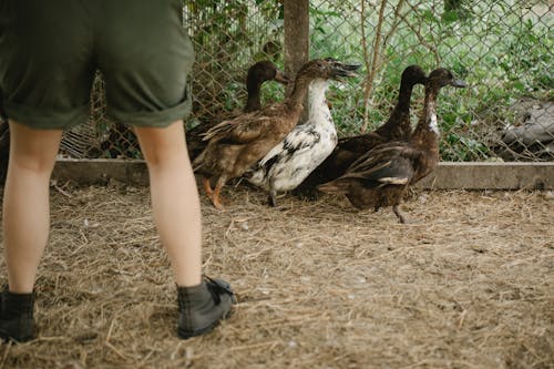 Farmer standing in enclosure with ducks