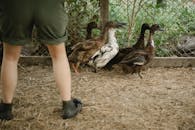 Farmer standing in enclosure with ducks