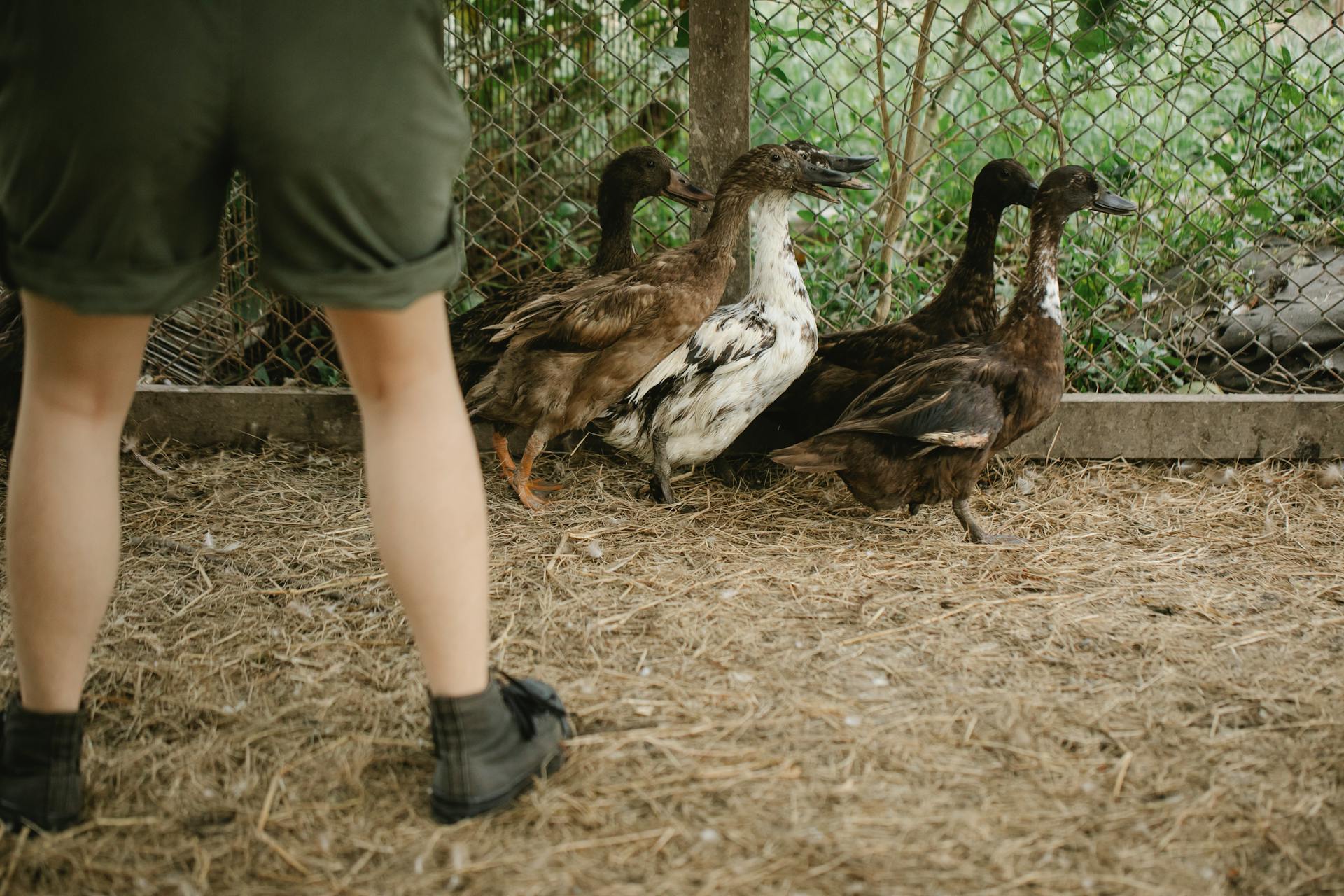 Farmer standing in enclosure with ducks